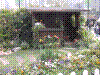 flower show2004 058.jpg